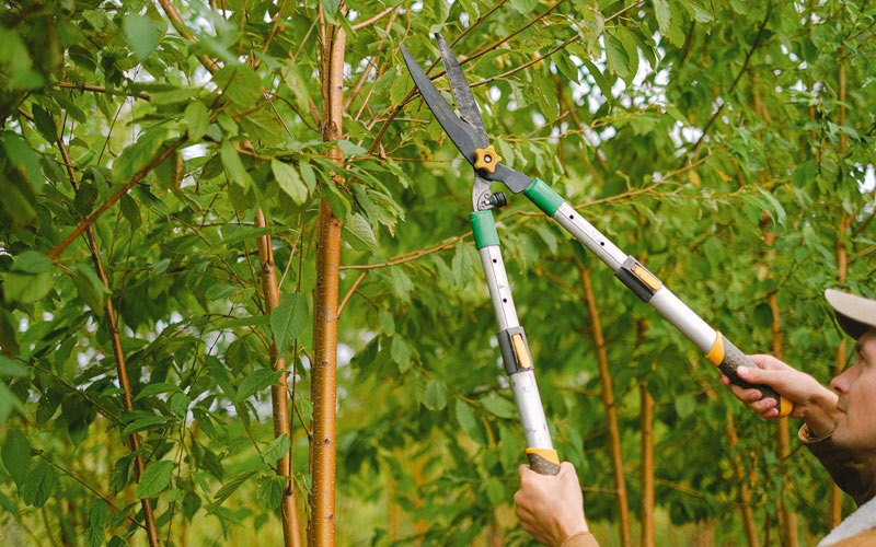 Tree trimming in Hanksville, UT